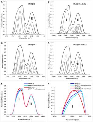 Protein Phosphorylation and Mineral Binding Affect the Secondary Structure of the Leucine-Rich Amelogenin Peptide